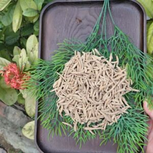 SÂM THÁI TỬ RỪNG TỰ NHIÊN 100gr